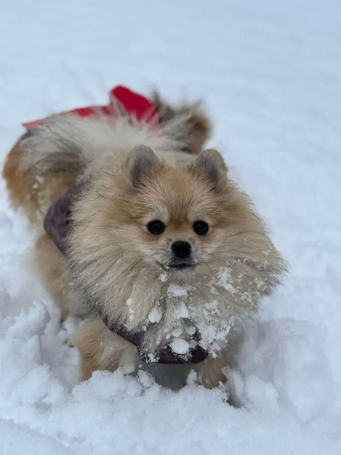 Craciun Hillden Simon Bran